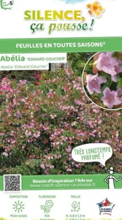 Abélia "Edward Goucher" Pot 10L SILENCE ÇA POUSSE