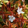 Abélia à grandes fleurs "Kaleidoscope" Pot 10L