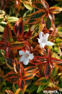 Abélia à grandes fleurs "Kaleidoscope" Pot 10L