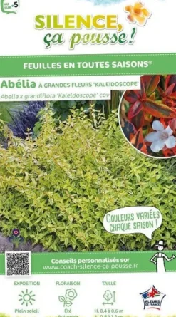 Abélia à grandes fleurs "Kaleidoscope" Pot 10L