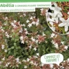 Abélia à grandes fleurs "Sherwood" Pot 10L SILENCE ÇA POUSSE