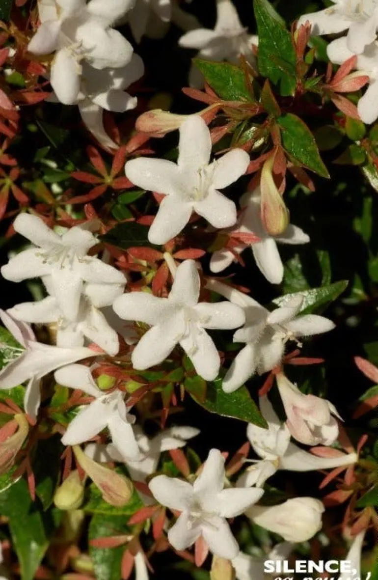 Abélia à grandes fleurs "Sherwood" Pot 10L SILENCE ÇA POUSSE