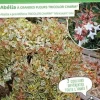 Abélia "Tricolor Charm" Pot 10L SILENCE ÇA POUSSE