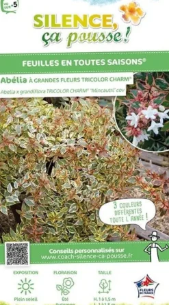 Abélia "Tricolor Charm" Pot 10L SILENCE ÇA POUSSE
