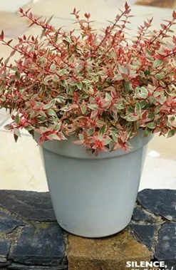 Abélia "Tricolor Charm" Pot 10L SILENCE ÇA POUSSE