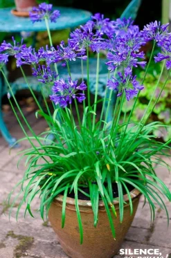 Agapanthe Brilliant Blue Pot 4.5L