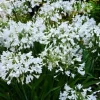 Agapanthe "Arctic Star" Pot 2L SILENCE ÇA POUSSE
