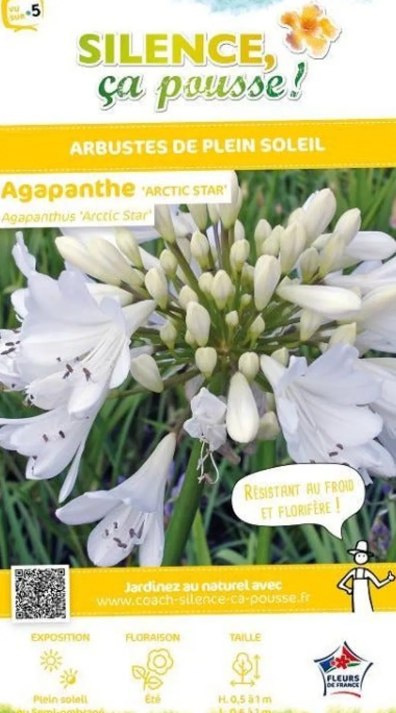 Agapanthe "Arctic Star" Pot 2L SILENCE ÇA POUSSE