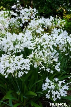 Agapanthe "Arctic Star" Pot 10L SILENCE ÇA POUSSE
