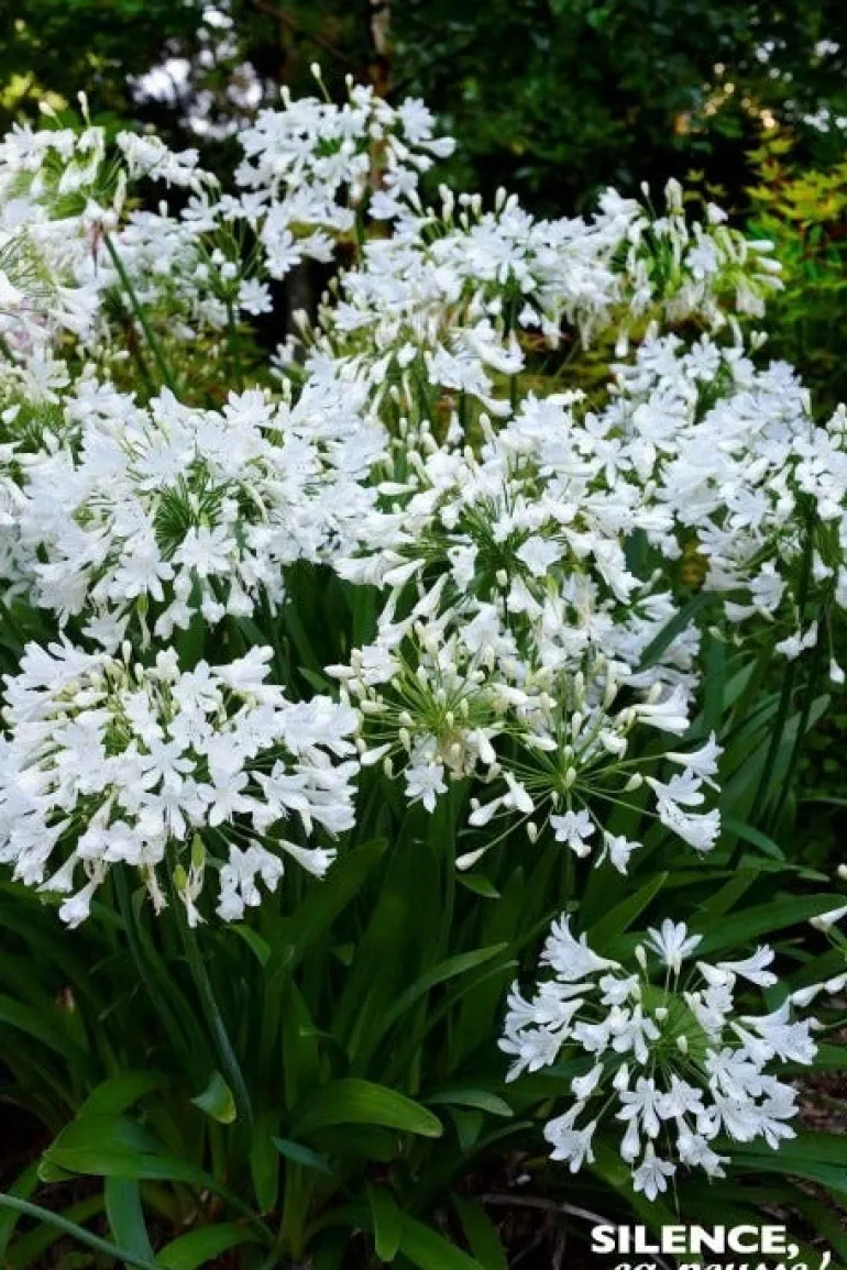 Agapanthe "Arctic Star" Pot 10L SILENCE ÇA POUSSE