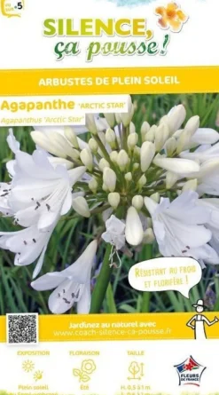 Agapanthe "Arctic Star" Pot 10L SILENCE ÇA POUSSE