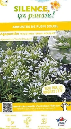 Agapanthe "Bridal Bouquet" Pot 10L SILENCE ÇA POUSSE