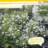 Agapanthe "Bridal Bouquet" Pot 4,5L SILENCE ÇA POUSSE