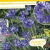 Agapanthe caduque "Northern Star, fleur de l'amour" Pot 4,5L