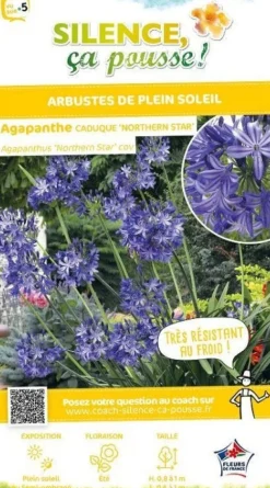 Agapanthe caduque "Northern Star, fleur de l'amour" Pot 4,5L
