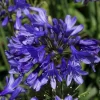 Agapanthe "Ever Sapphire" Pot 4.5L SILENCE ÇA POUSSE