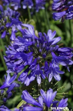 Agapanthe "Ever Sapphire" Pot 4.5L SILENCE ÇA POUSSE