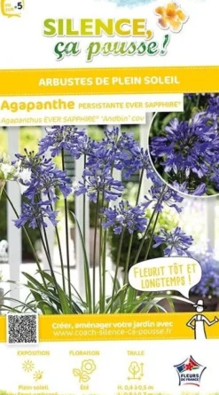 Agapanthe "Ever Sapphire" Pot 4.5L SILENCE ÇA POUSSE