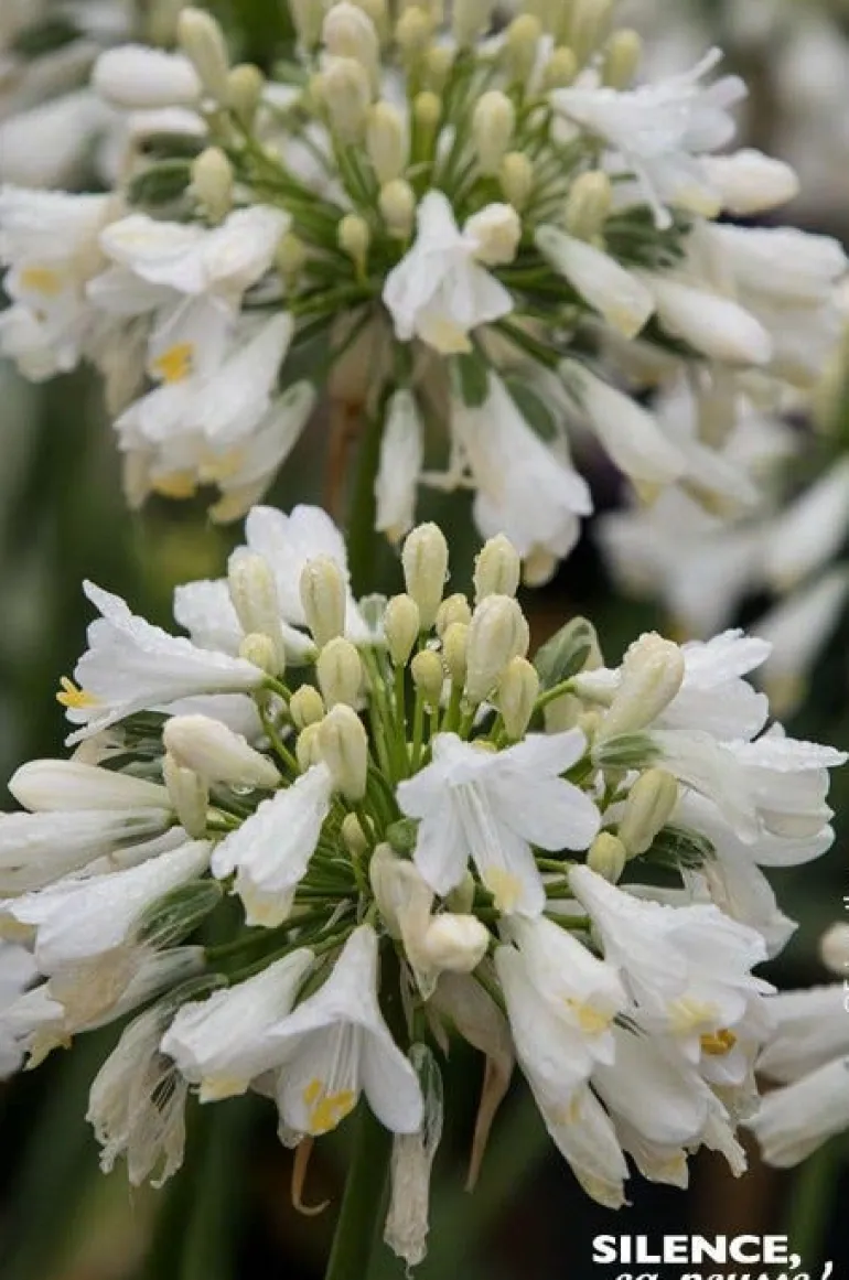 Agapanthe "Ever White" Pot 4.5L SILENCE ÇA POUSSE