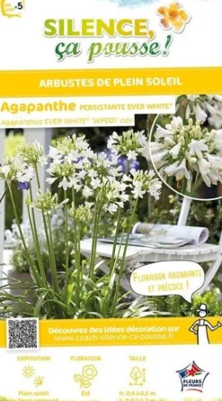 Agapanthe "Ever White" Pot 4.5L SILENCE ÇA POUSSE