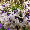 Agapanthe "Fireworks" Pot 4,5L SILENCE ÇA POUSSE