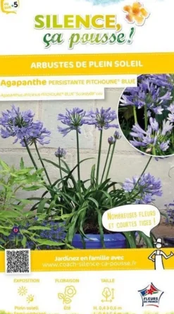 Agapanthe "Pitchoune Blue" Pot 2L SILENCE ÇA POUSSE