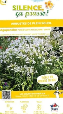 Agapanthe "Pitchoune White" Pot 2L SILENCE ÇA POUSSE