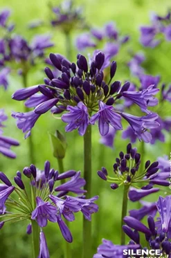 Agapanthe Poppin Purple Pot 4,5L