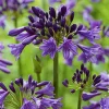 Agapanthe Poppin Purple Pot 10L