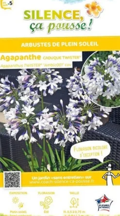 Agapanthe "Twister" Pot 4.5L SILENCE ÇA POUSSE