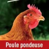 Aliment composé complémentaire poule pondeuse 25 kg