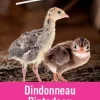 Aliment dindonneau pintadeau 25 kg PRODUIT DANS MA CAMPAGNE