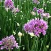 Allium Millenium Pot 4.5L