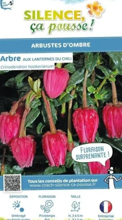 Arbre aux lanternes du Chili Pot 4L SILENCE ÇA POUSSE