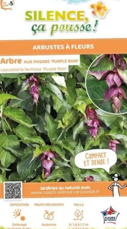 Arbre aux faisans "Purple Rain" Pot 10L SILENCE ÇA POUSSE