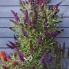 Arbre aux papillons "Butterfly Tower" Pot 4.5L