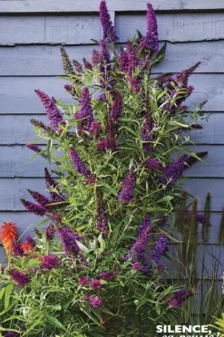 Arbre aux papillons "Butterfly Tower" Pot 4.5L