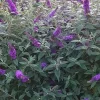Arbre aux papillons Miss Violet Pot 4L
