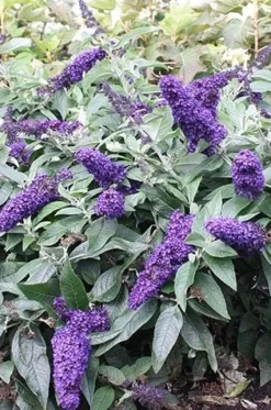 Arbre aux papillons ROCKETSTAR INDIGO Pot 4L