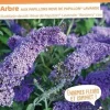 Arbre aux papillons "Rêve de Papillon Lavande" Pot 4.5L