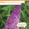 Arbre aux papillons "Rêve de Papillon Rose" Pot 4.5L