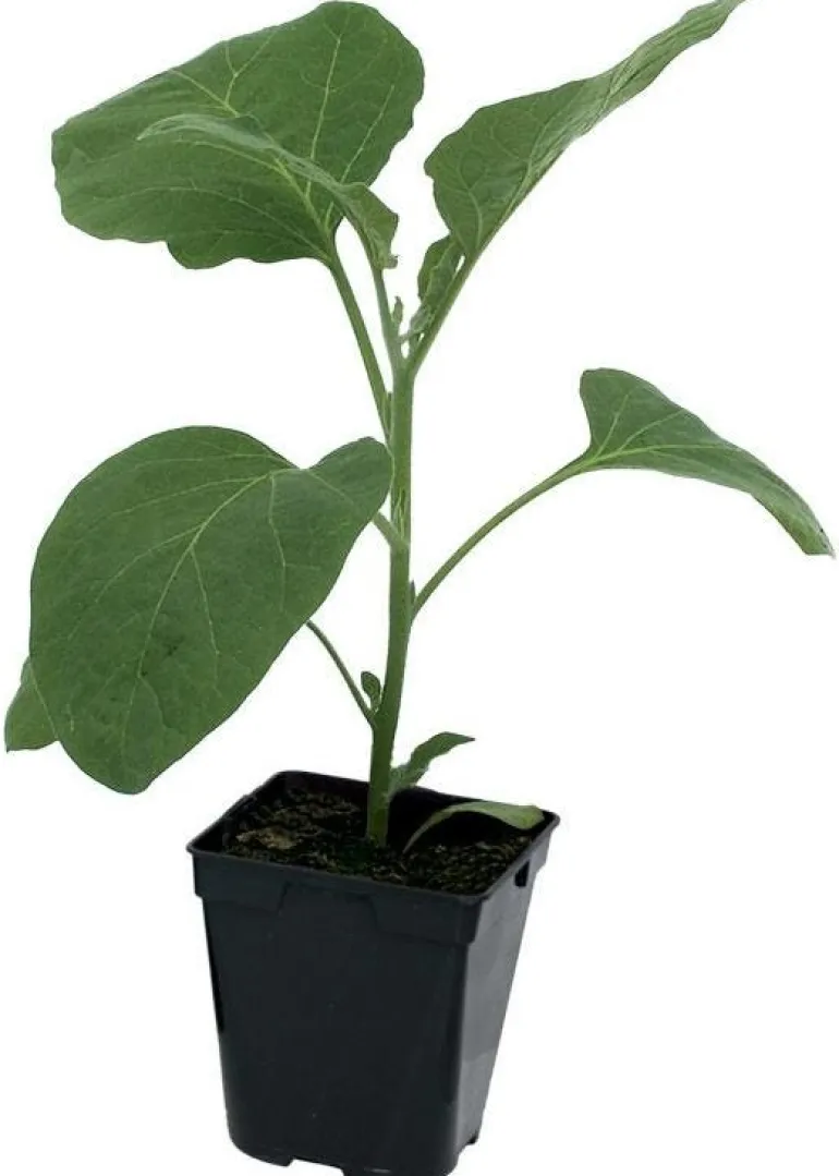 Aubergine "Mini Picola" Pot 0.5L