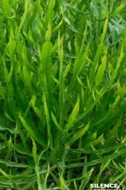 Baccharis genistelloides, Carqueja Pot 4.5L
