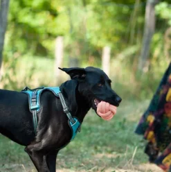 Balle tressée jeu sportif pour chien 8 cm