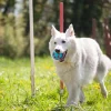 Balle de dentition à remplir en TPR Ø8 cm bleu