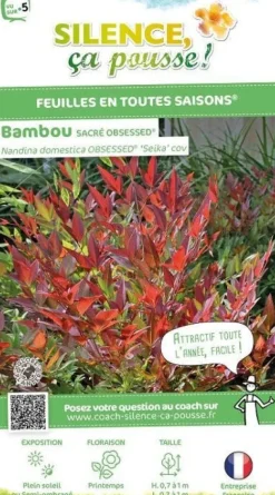 Bambou sacré "Obsessed" Pot 4.5L SILENCE ÇA POUSSE