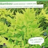Bambou sacré "Magical Lemon Lime" Pot 4.5L SILENCE ÇA POUSSE