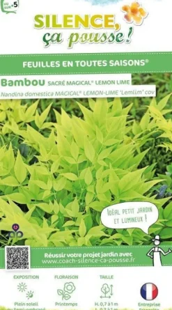 Bambou sacré "Magical Lemon Lime" Pot 4.5L SILENCE ÇA POUSSE