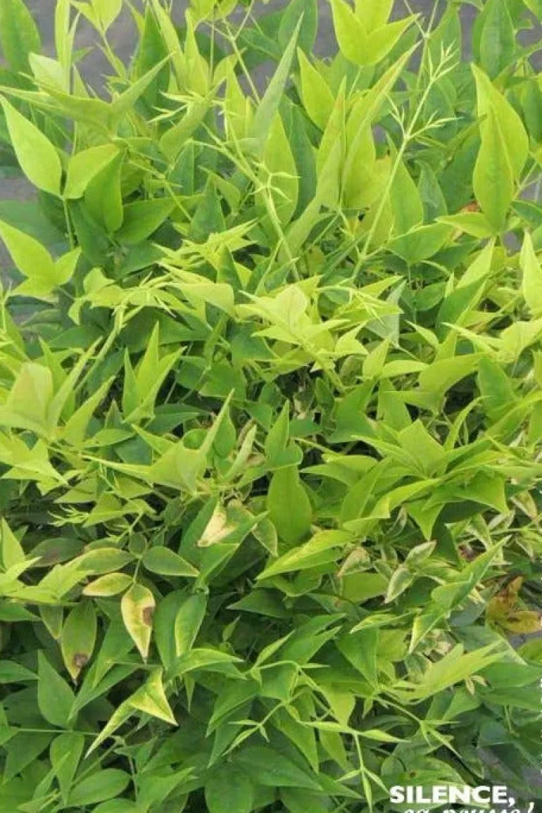Bambou sacré "Magical Lemon Lime" Pot 4.5L SILENCE ÇA POUSSE