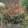 Bambou sacré RED LIGHT Pot 4.5L